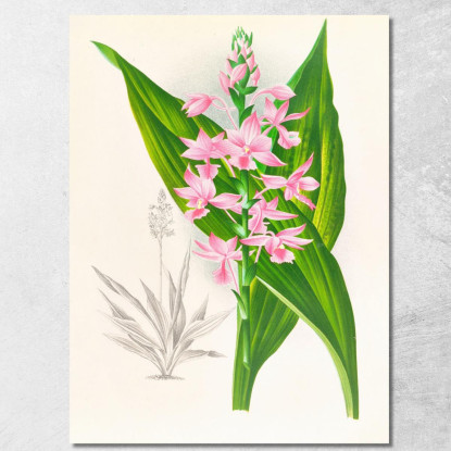 Illustrazioni Botaniche Calanthe Masuca Jean Jules Linden jjl17 quadro stampato su tela