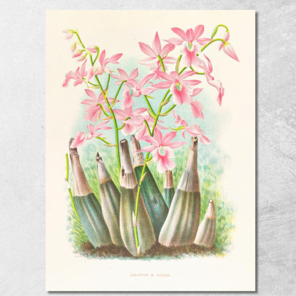 Illustrazioni Botaniche Calanthe Veitchi Jean Jules Linden jjl19 quadro stampato su tela