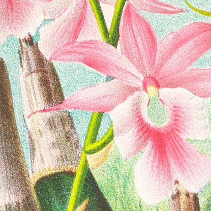Illustrazioni Botaniche Calanthe Veitchi Jean Jules Linden jjl19 quadro stampato su tela