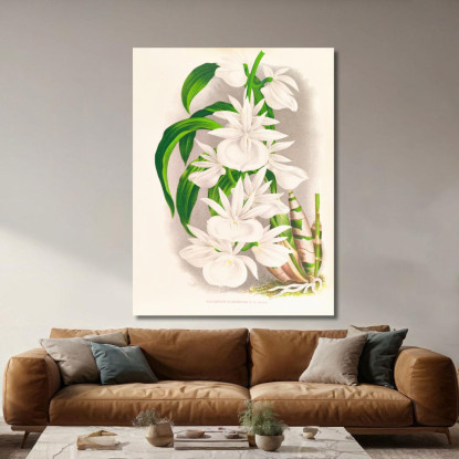 Illustrazioni Botaniche Catasetum Bungerothi Jean Jules Linden jjl20 quadro stampato su tela