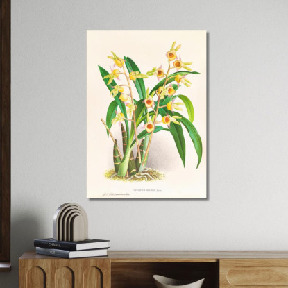 Illustrazioni Botaniche Catasetum Discolor Jean Jules Linden jjl21 quadro stampato su tela