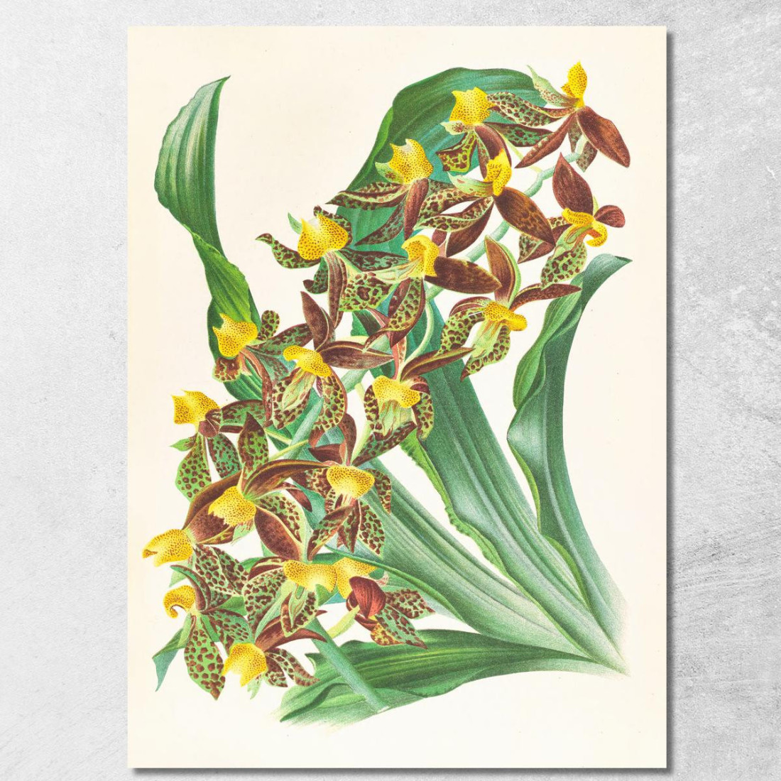Illustrazioni Botaniche Catasetum Rodigasianum Jean Jules Linden jjl24 quadro stampato su tela Illustrazioni Botaniche Catasetum Rodigasianum Jean Jules Linden jjl24 quadro stampato su tela