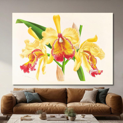 Illustrazioni Botaniche Cattleya Aurea Jean Jules Linden jjl26 quadro stampato su tela