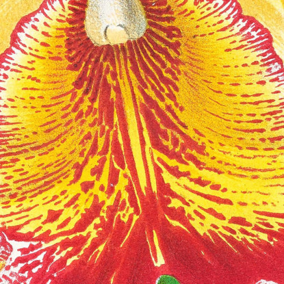 Illustrazioni Botaniche Cattleya Aurea Jean Jules Linden jjl26 quadro stampato su tela
