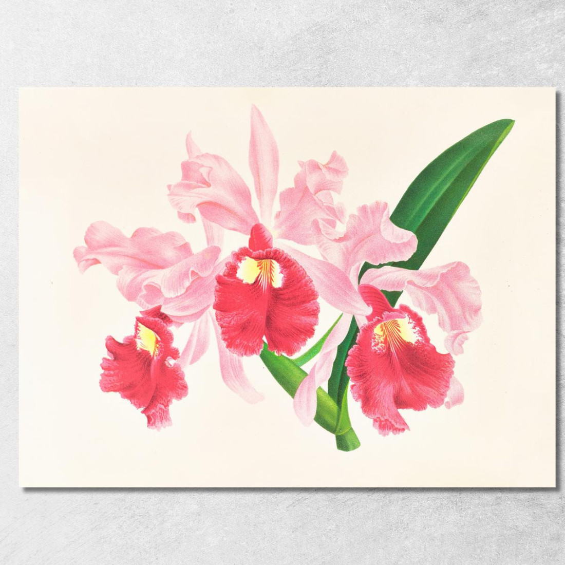 Illustrazioni Botaniche Cattleya Gigas Jean Jules Linden jjl28 quadro stampato su tela Illustrazioni Botaniche Cattleya Gigas Jean Jules Linden jjl28 quadro stampato su tela