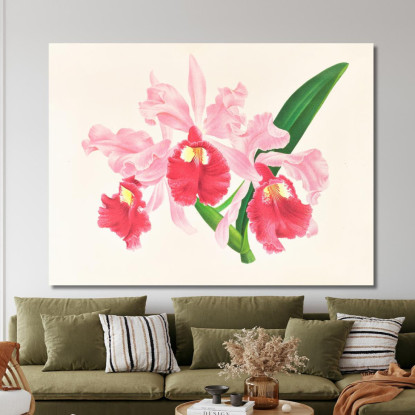 Illustrazioni Botaniche Cattleya Gigas Jean Jules Linden jjl28 quadro stampato su tela