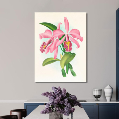 Illustrazioni Botaniche Cattleya Maxima. Jean Jules Linden jjl33 quadro stampato su tela