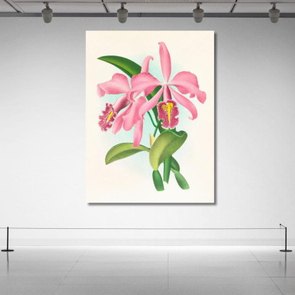 Illustrazioni Botaniche Cattleya Maxima. Jean Jules Linden jjl33 quadro stampato su tela