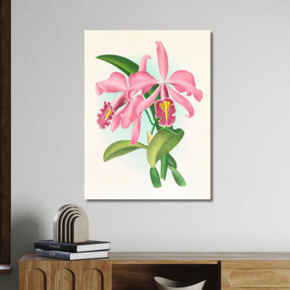 Illustrazioni Botaniche Cattleya Maxima. Jean Jules Linden jjl33 quadro stampato su tela