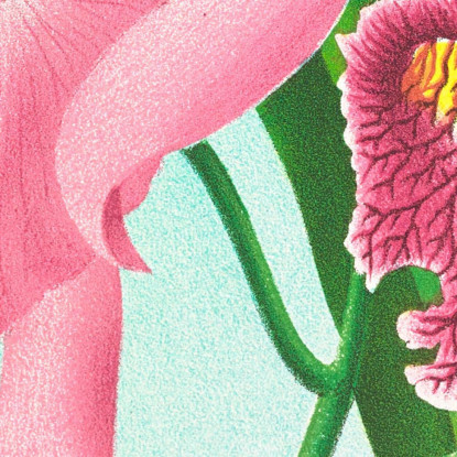 Illustrazioni Botaniche Cattleya Maxima. Jean Jules Linden jjl33 quadro stampato su tela