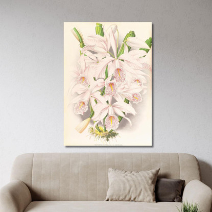 Illustrazioni Botaniche Cattleya Maxima Jean Jules Linden jjl34 quadro stampato su tela