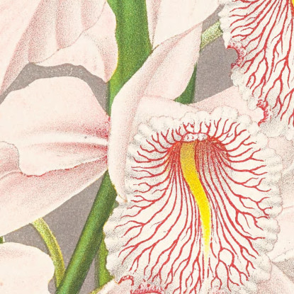 Illustrazioni Botaniche Cattleya Maxima Jean Jules Linden jjl34 quadro stampato su tela