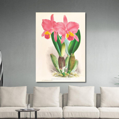 Illustrazioni Botaniche Cattleya Percivaliana Var Reichenbachi Jean Jules Linden jjl37 quadro stampato su tela
