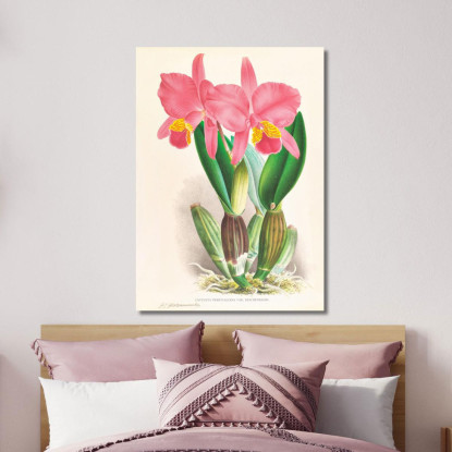 Illustrazioni Botaniche Cattleya Percivaliana Var Reichenbachi Jean Jules Linden jjl37 quadro stampato su tela