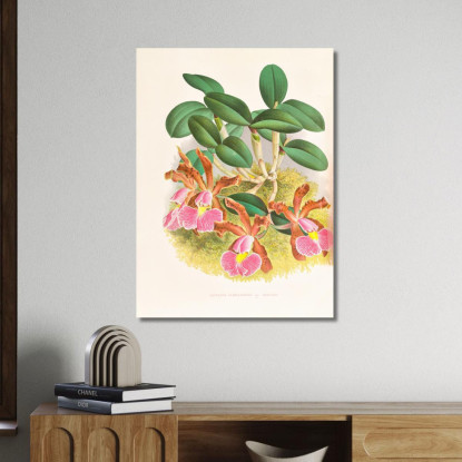 Illustrazioni Botaniche Cattleya Schilleriana Jean Jules Linden jjl38 quadro stampato su tela