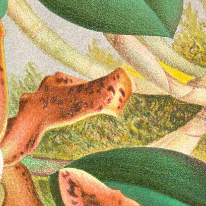 Illustrazioni Botaniche Cattleya Schilleriana Jean Jules Linden jjl38 quadro stampato su tela