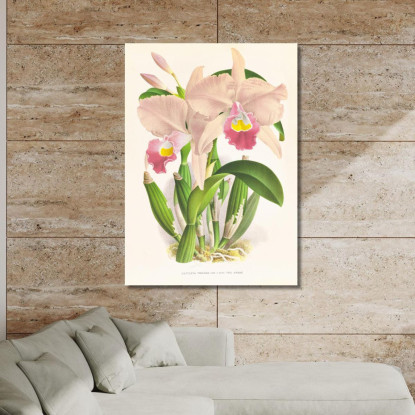 Illustrazioni Botaniche Cattleya Trianae. Jean Jules Linden jjl43 quadro stampato su tela