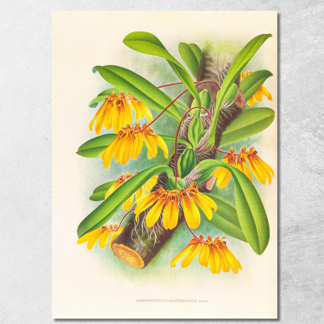 Illustrazioni Botaniche Cirrhopetalum Mastersianum Jean Jules Linden jjl46 quadro stampato su tela Illustrazioni Botaniche Cirrhopetalum Mastersianum Jean Jules Linden jjl46 quadro stampato su tela