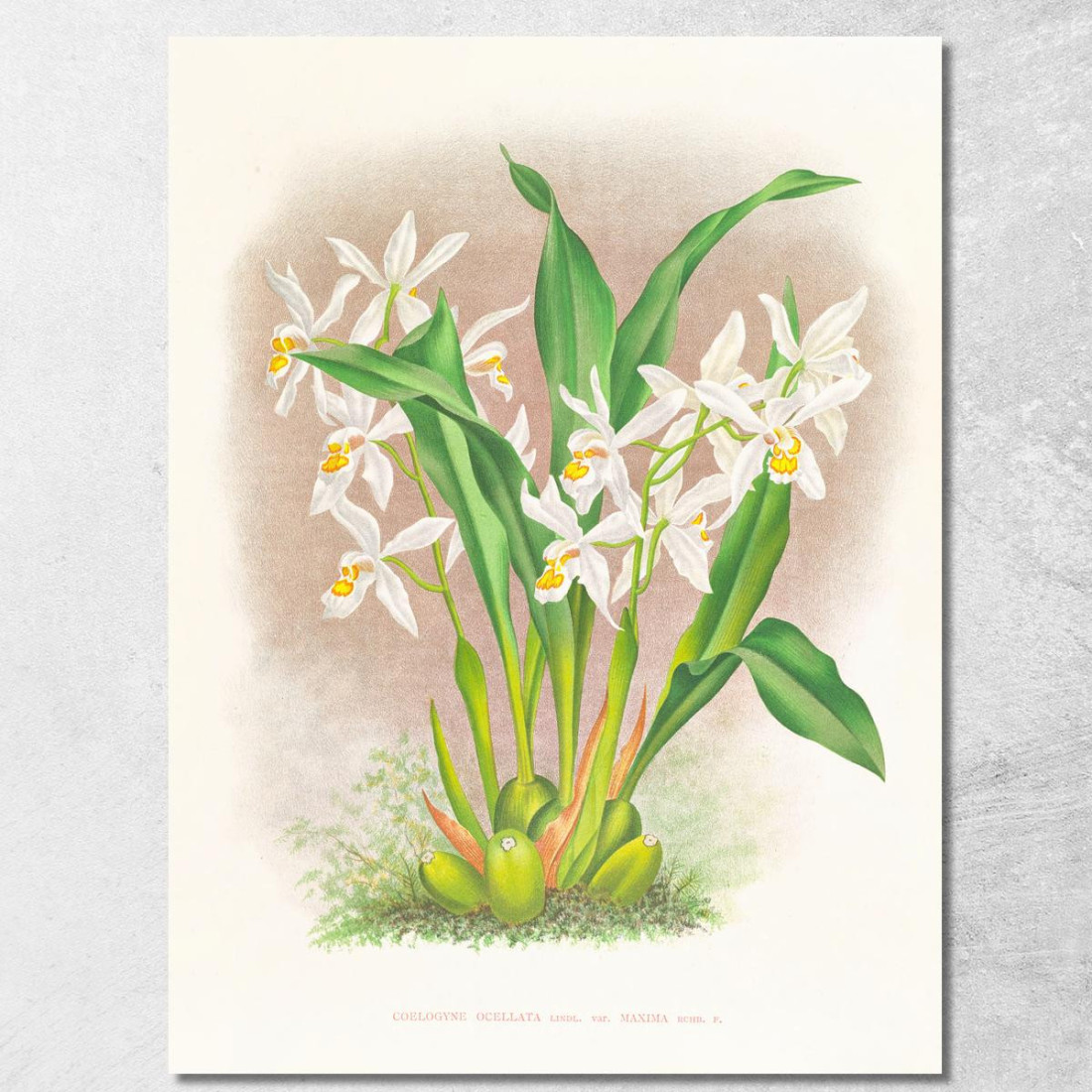 Illustrazioni Botaniche Coelogyne Ocellata Jean Jules Linden jjl48 quadro stampato su tela Illustrazioni Botaniche Coelogyne Ocellata Jean Jules Linden jjl48 quadro stampato su tela