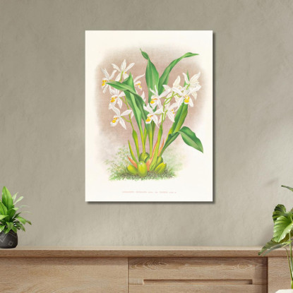 Illustrazioni Botaniche Coelogyne Ocellata Jean Jules Linden jjl48 quadro stampato su tela