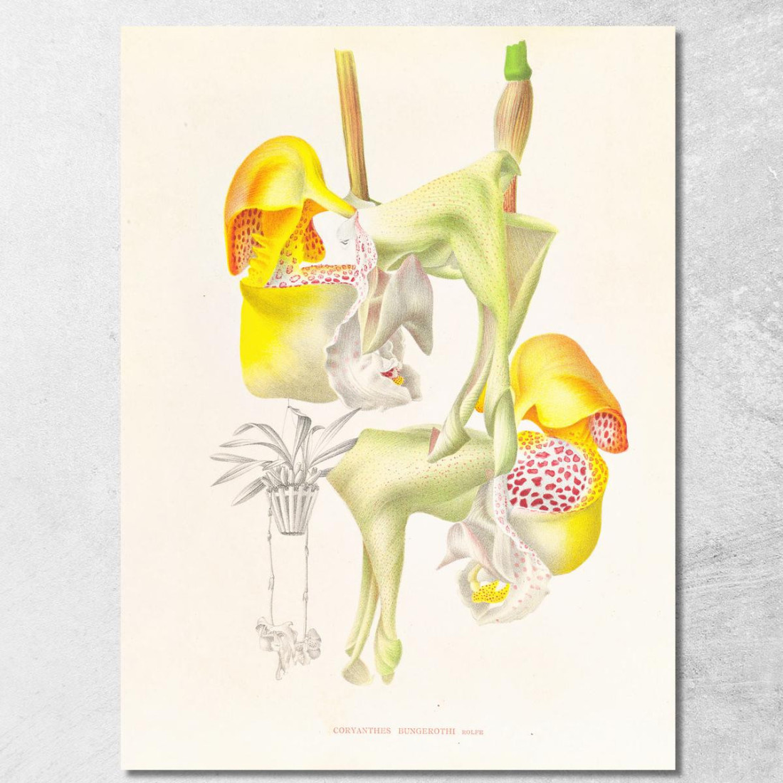 Illustrazioni Botaniche Coryanthes Bungerothi Jean Jules Linden jjl50 quadro stampato su tela Illustrazioni Botaniche Coryanthes Bungerothi Jean Jules Linden jjl50 quadro stampato su tela