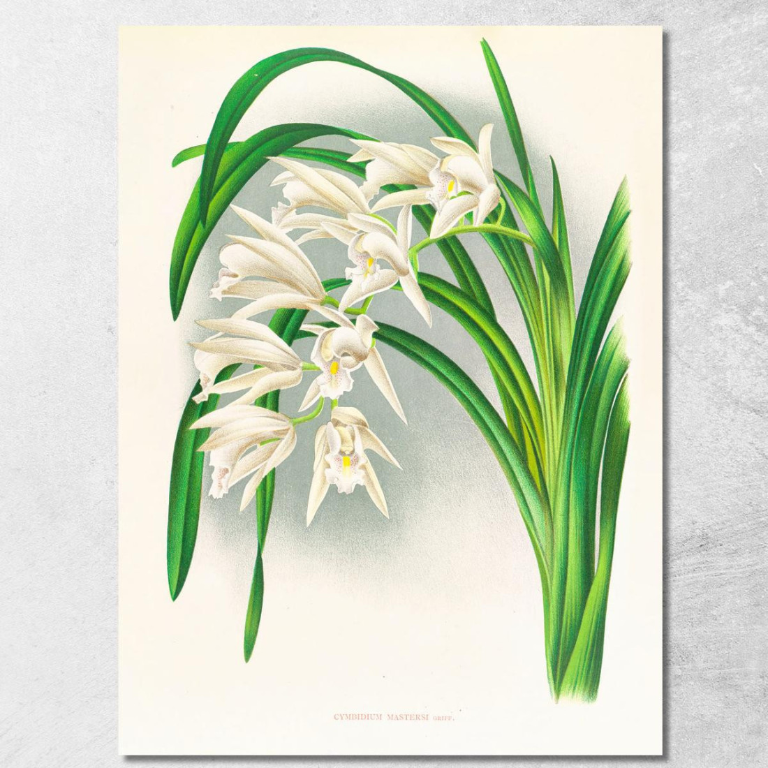 Illustrazioni Botaniche Cymbidium Mastersi Jean Jules Linden jjl51 quadro stampato su tela Illustrazioni Botaniche Cymbidium Mastersi Jean Jules Linden jjl51 quadro stampato su tela