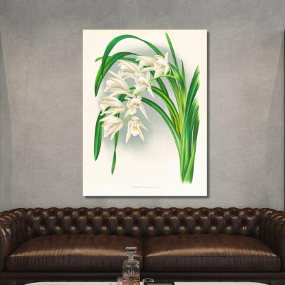 Illustrazioni Botaniche Cymbidium Mastersi Jean Jules Linden jjl51 quadro stampato su tela