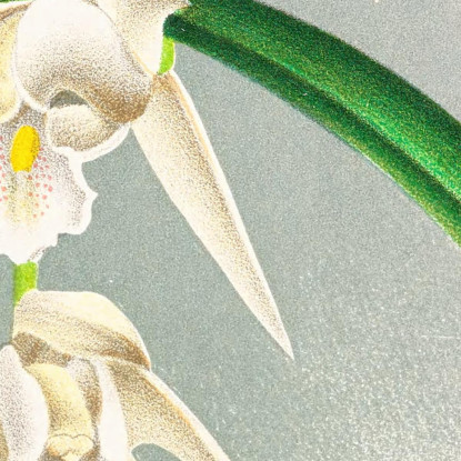 Illustrazioni Botaniche Cymbidium Mastersi Jean Jules Linden jjl51 quadro stampato su tela