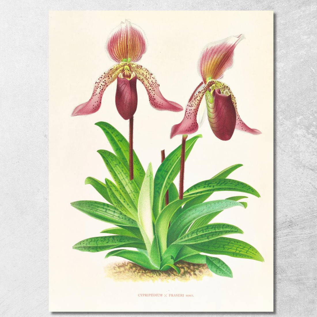 Illustrazioni Botaniche Cypripedium Fraseri Jean Jules Linden jjl55 quadro stampato su tela Illustrazioni Botaniche Cypripedium Fraseri Jean Jules Linden jjl55 quadro stampato su tela
