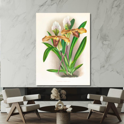 Illustrazioni Botaniche Cypripedium Nitens Jean Jules Linden jjl58 quadro stampato su tela