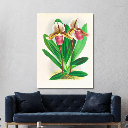Illustrazioni Botaniche Cypripedium Orphanum Jean Jules Linden jjl60 quadro stampato su tela