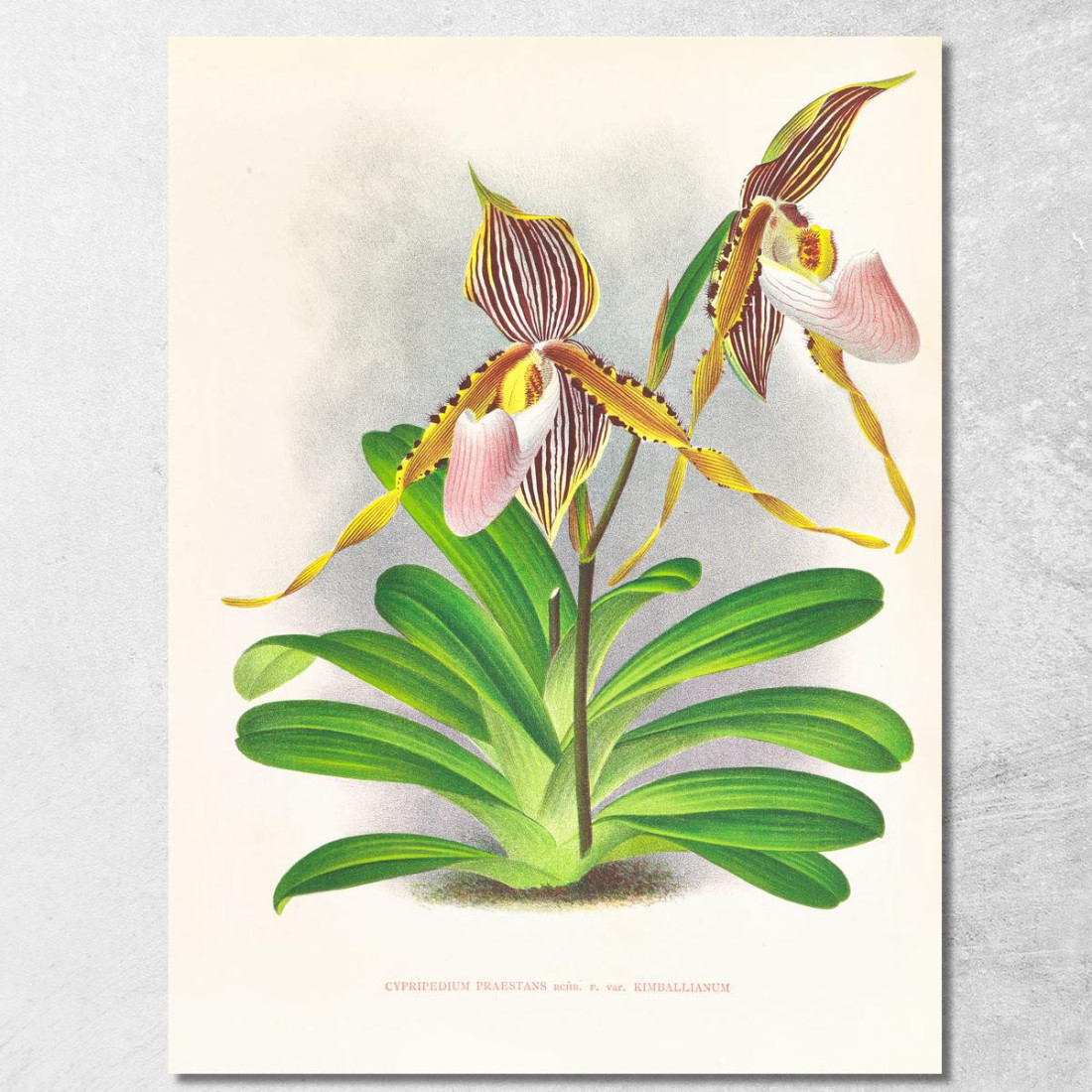 Illustrazioni Botaniche Cypripedium Praestans Var Kimballianum Jean Jules Linden jjl61 quadro stampato su tela Illustrazioni Botaniche Cypripedium Praestans Var Kimballianum Jean Jules Linden jjl61 quadro stampato su tela