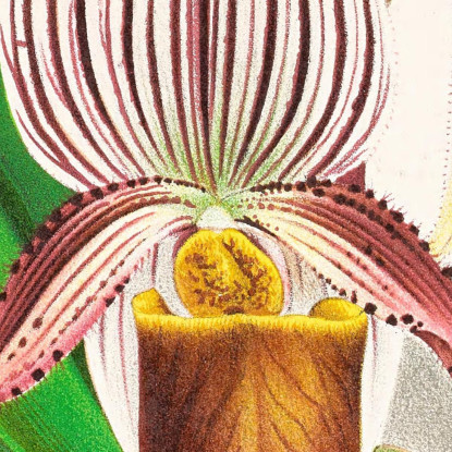 Illustrazioni Botaniche Cypripedium Selligerum Majus Jean Jules Linden jjl64 quadro stampato su tela