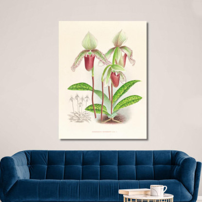 Illustrazioni Botaniche Cypripedium Superbiens Jean Jules Linden jjl65 quadro stampato su tela