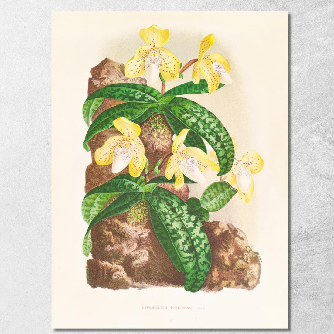 Illustrazioni Botaniche Cypripedium Tonkinense Jean Jules Linden jjl67 quadro stampato su tela Illustrazioni Botaniche Cypripedium Tonkinense Jean Jules Linden jjl67 quadro stampato su tela