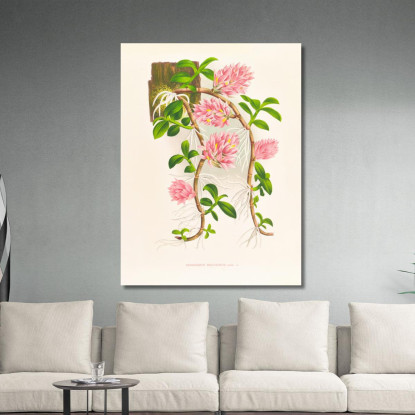 Illustrazioni Botaniche Dendrobium Bracteosum Jean Jules Linden jjl68 quadro stampato su tela