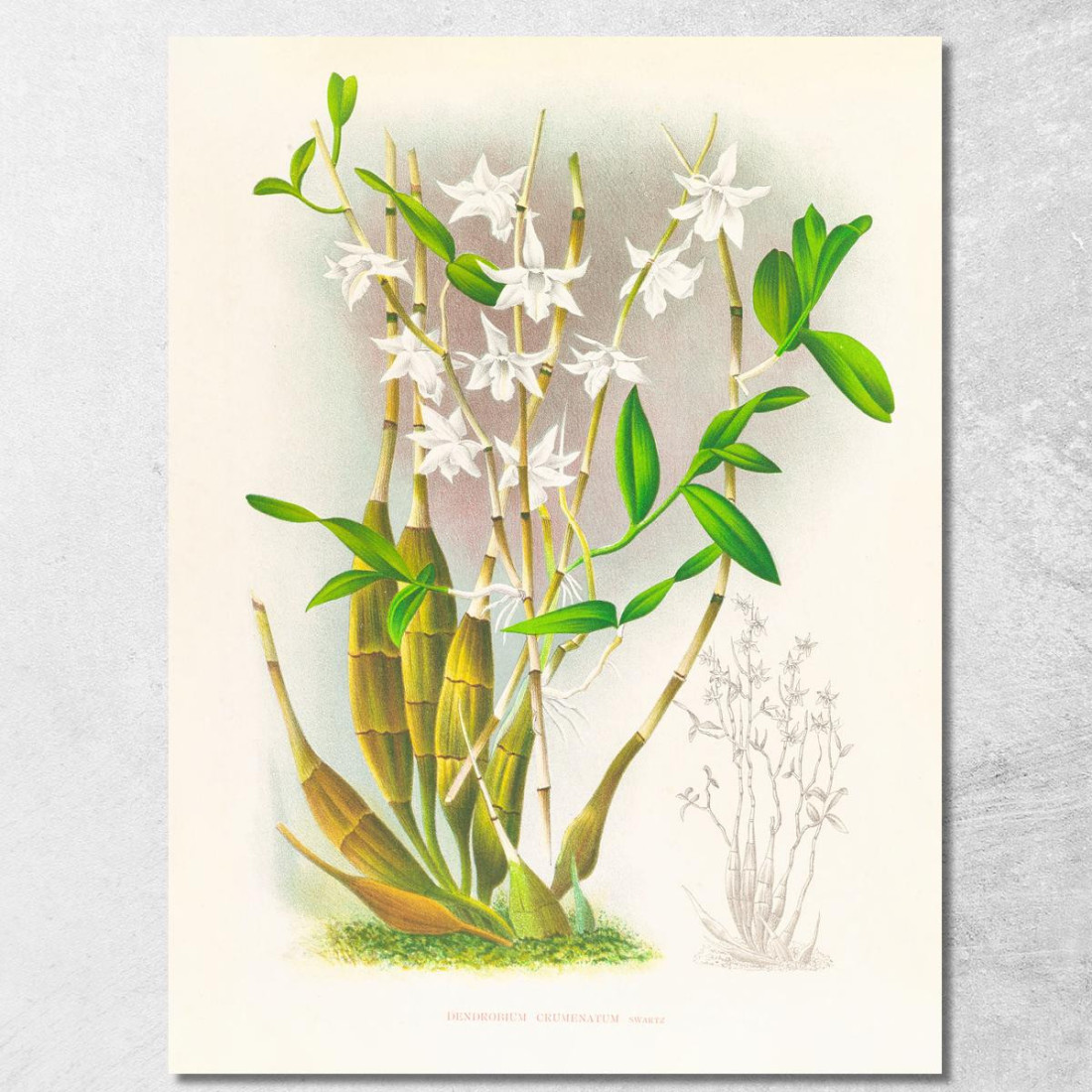 Illustrazioni Botaniche Dendrobium Crumenatum Jean Jules Linden jjl69 quadro stampato su tela Illustrazioni Botaniche Dendrobium Crumenatum Jean Jules Linden jjl69 quadro stampato su tela