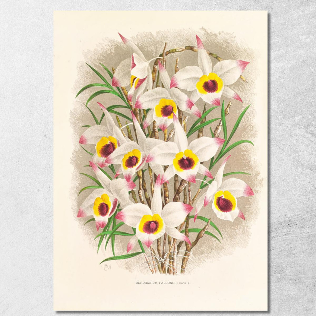 Illustrazioni Botaniche Dendrobium Falconeri Jean Jules Linden jjl71 quadro stampato su tela Illustrazioni Botaniche Dendrobium Falconeri Jean Jules Linden jjl71 quadro stampato su tela