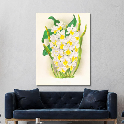 Illustrazioni Botaniche Dendrobium Galliceanum Jean Jules Linden jjl72 quadro stampato su tela