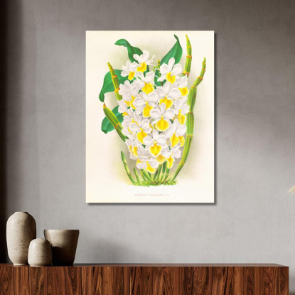 Illustrazioni Botaniche Dendrobium Galliceanum Jean Jules Linden jjl72 quadro stampato su tela