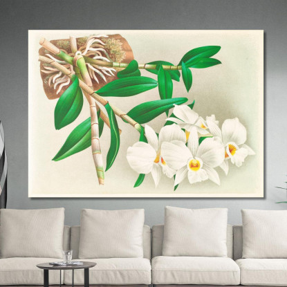 Illustrazioni Botaniche Dendrobium Infundibulum Jean Jules Linden jjl74 quadro stampato su tela