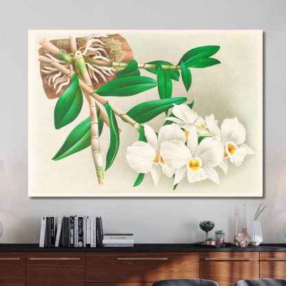 Illustrazioni Botaniche Dendrobium Infundibulum Jean Jules Linden jjl74 quadro stampato su tela