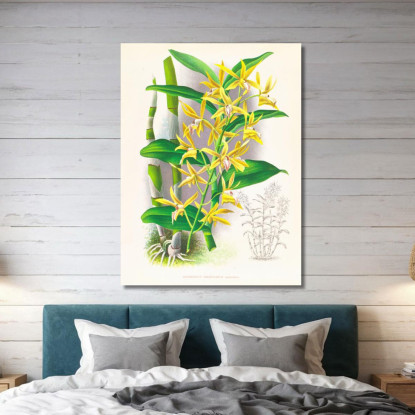 Illustrazioni Botaniche Dendrobium Mirbelianum Jean Jules Linden jjl75 quadro stampato su tela