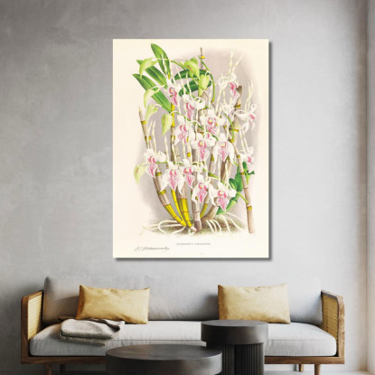 Illustrazioni Botaniche Dendrobium Stratiotes Jean Jules Linden jjl77 quadro stampato su tela