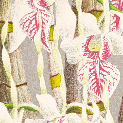 Illustrazioni Botaniche Dendrobium Stratiotes Jean Jules Linden jjl77 quadro stampato su tela