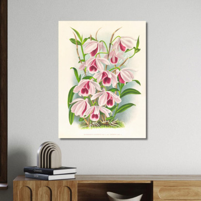 Illustrazioni Botaniche Dendrobium Superbum Var Anosmum Jean Jules Linden jjl78 quadro stampato su tela