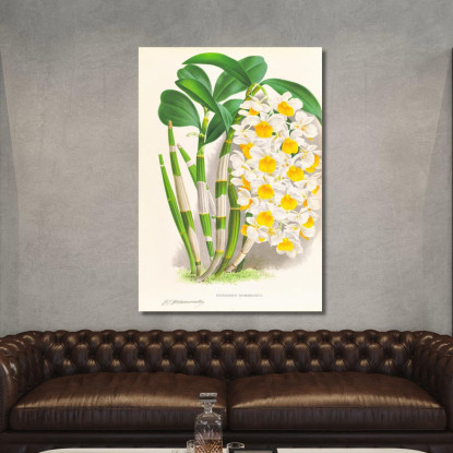 Illustrazioni Botaniche Dendrobium Thyrsiflorum Jean Jules Linden jjl79 quadro stampato su tela