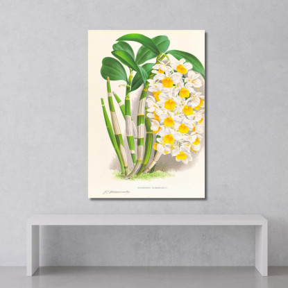Illustrazioni Botaniche Dendrobium Thyrsiflorum Jean Jules Linden jjl79 quadro stampato su tela