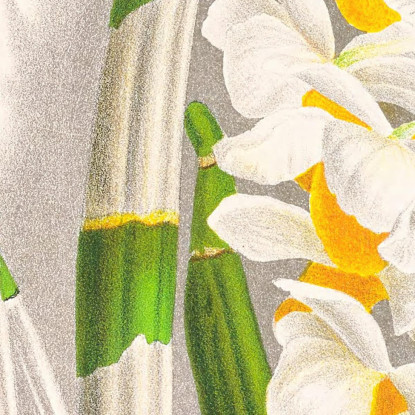 Illustrazioni Botaniche Dendrobium Thyrsiflorum Jean Jules Linden jjl79 quadro stampato su tela