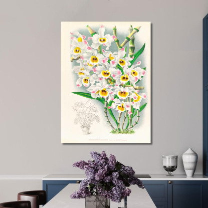 Illustrazioni Botaniche Dendrobium Wardianum Jean Jules Linden jjl80 quadro stampato su tela